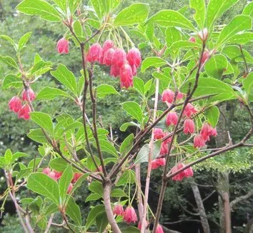 Chinese enkianthus