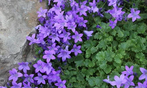 Campanula garganica