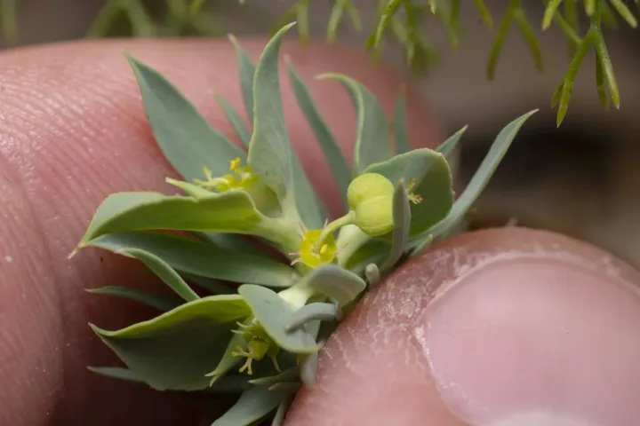 Aleppo spurge