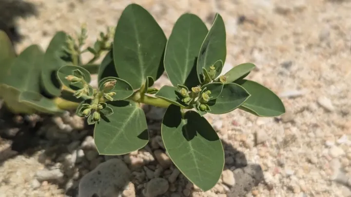 Euphorbia atoto