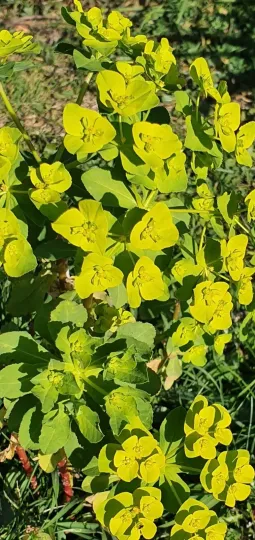 Euphorbia cossoniana