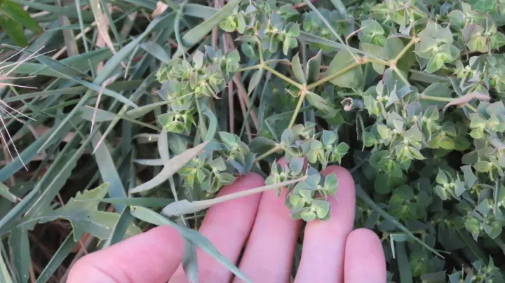 Sickle-leaved spurge