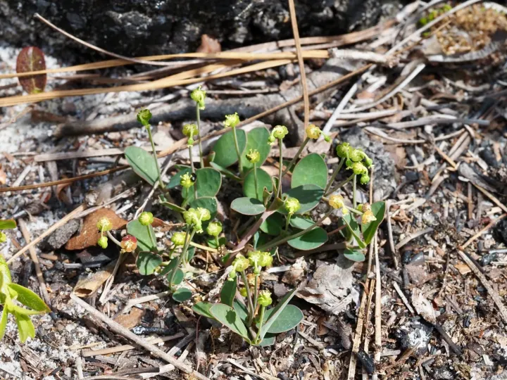 Ipecac spurge