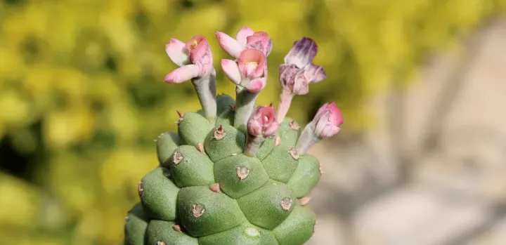 Kansui spurge