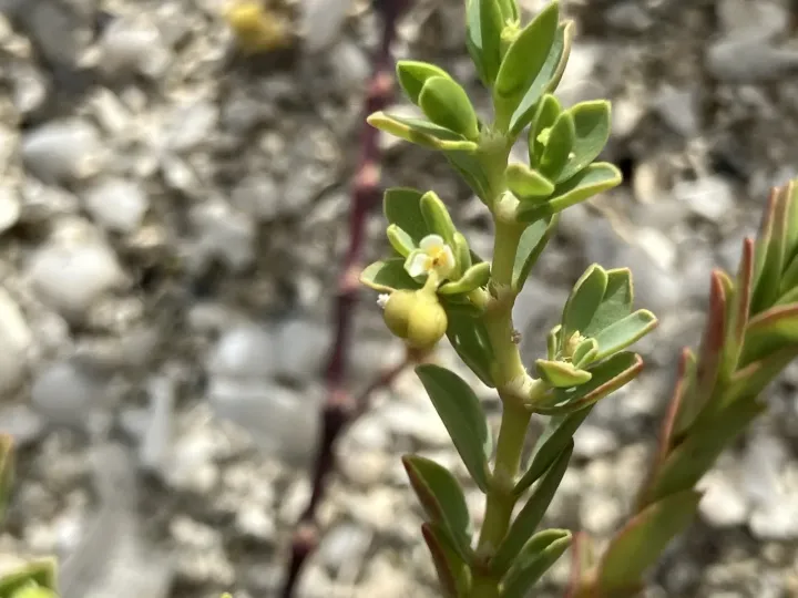 Euphorbia mesembryanthemifolia