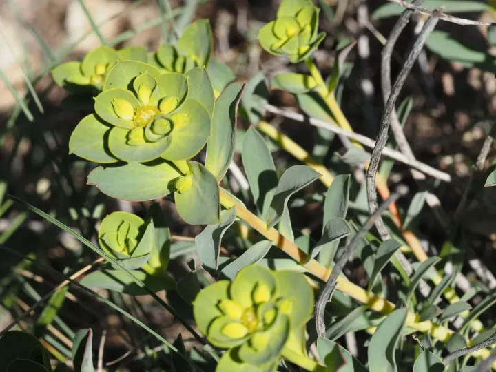 Nicaean spurge