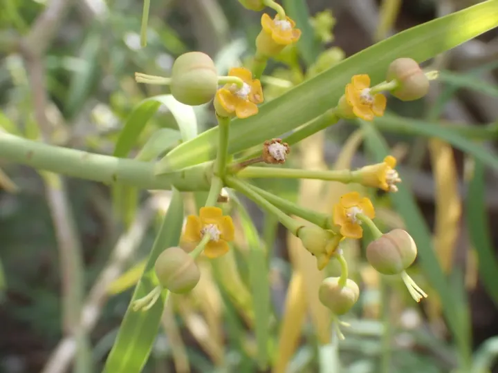Euphorbia lamarckii