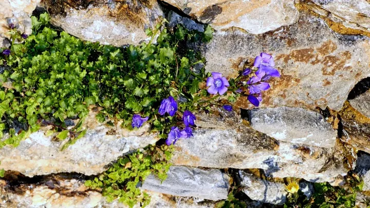 Dalmatian bellflower