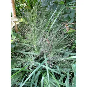 Eragrostis egregia