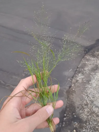Frank's lovegrass
