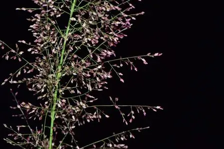 Eragrostis glomerata