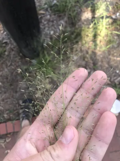 Eragrostis lugens