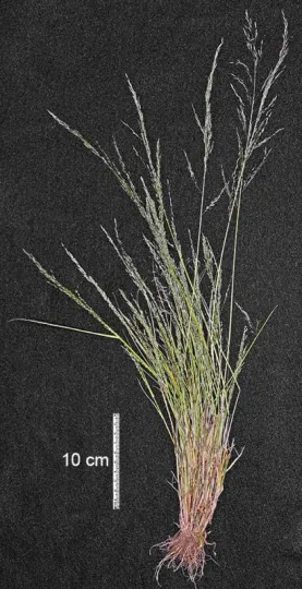 Eragrostis orcuttiana