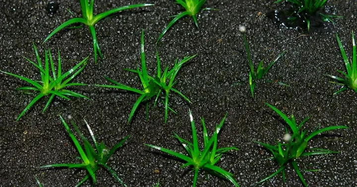 Eriocaulon echinulatum