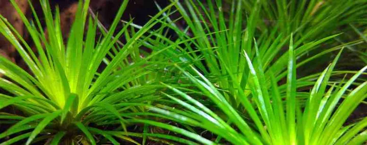 Eriocaulon miquelianum