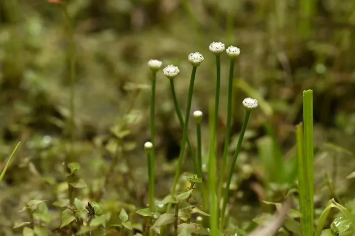 Eriocaulon buergerianum