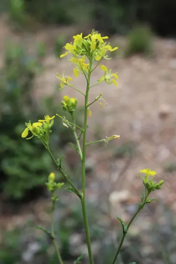 Erucastrum nasturtiifolium