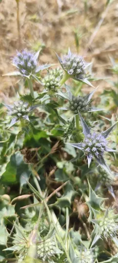 Eryngium aquifolium