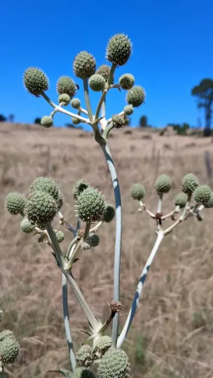 Eryngium horridum