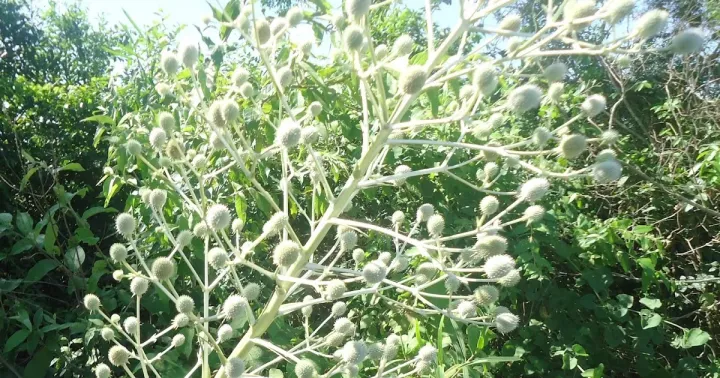 Narrow-leaved eryngo
