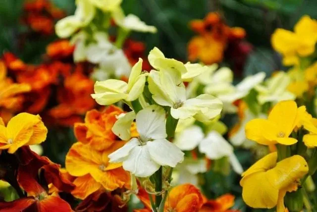 Alpine wallflower