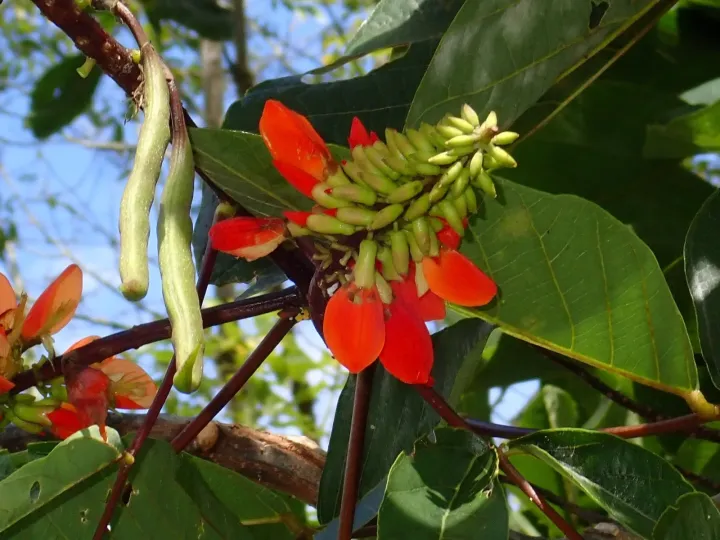 Erythrina esculenta