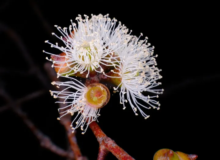 Eucalyptus brookeriana