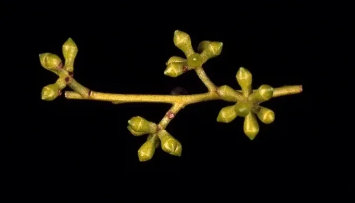 Eucalyptus macarthurii