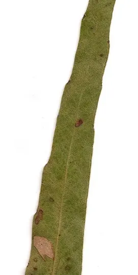 Eucalyptus quadrangulata