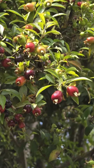 Cherry of the Rio Grande