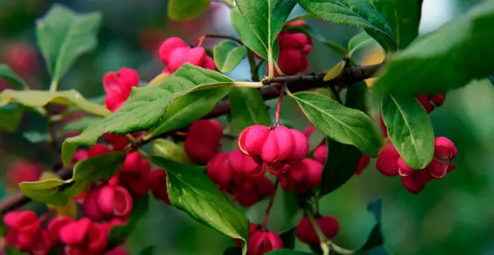 Euonymus oresbia