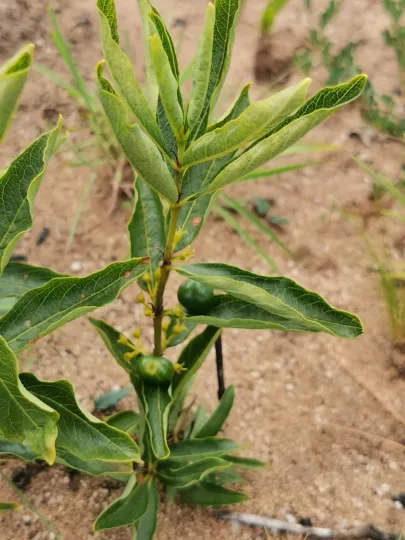 Fadogia monticola