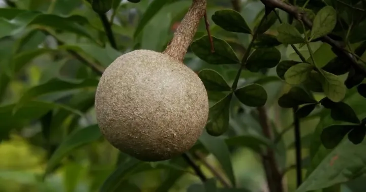 Wood apple
