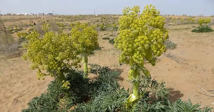 Ferula foetida