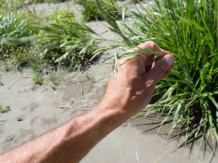 Tall fescue