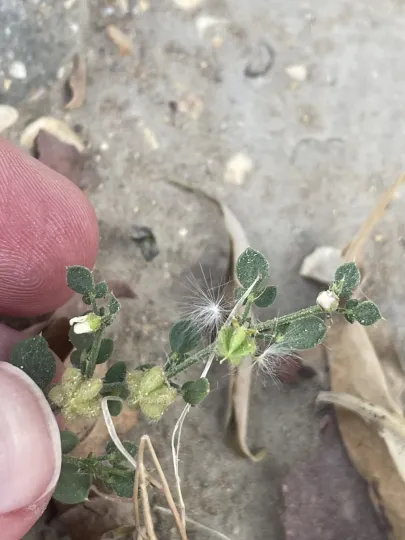 Zygophyllum glutinosum