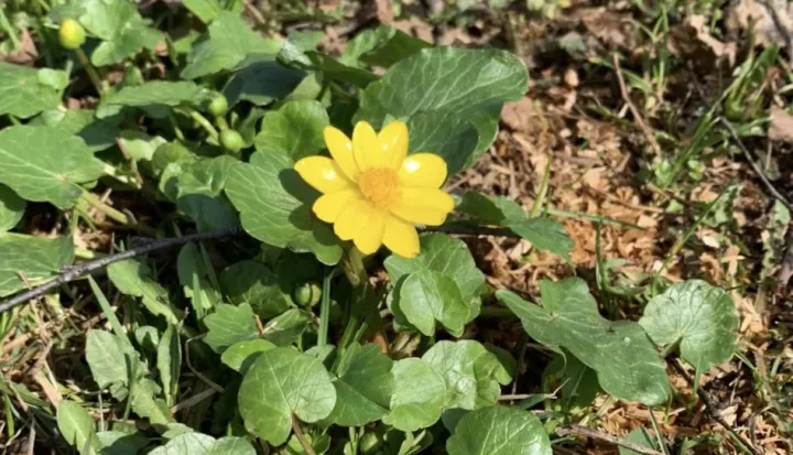 Ledebour's lesser celandine