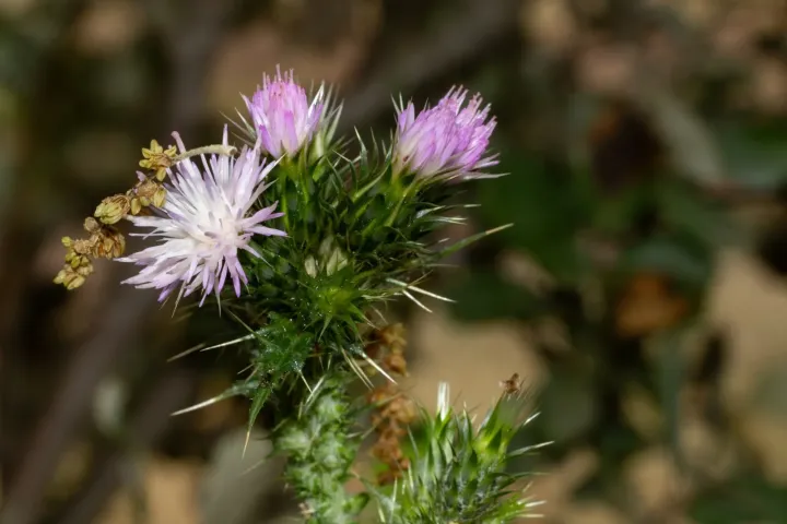 Slender thistle