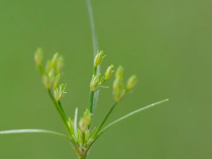 Fimbristylis aestivalis