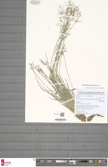Fimbristylis thonningiana