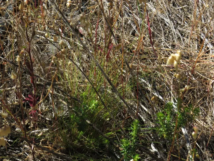 Ficinia filiformis
