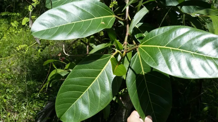 Lofty fig