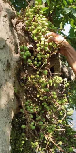 Cluster fig