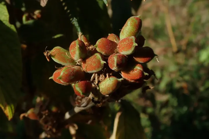 Флемінгія граміана