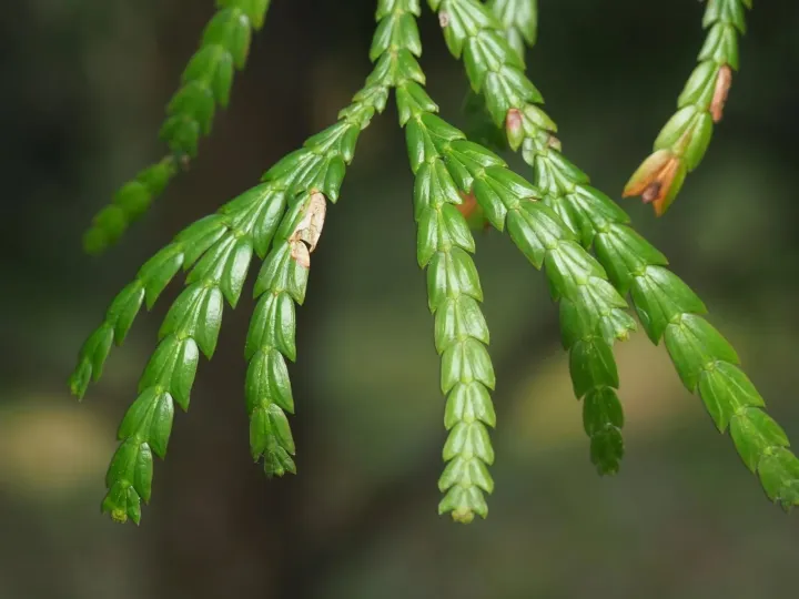 Fokienia hodginsii