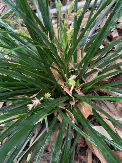 Oshima sedge