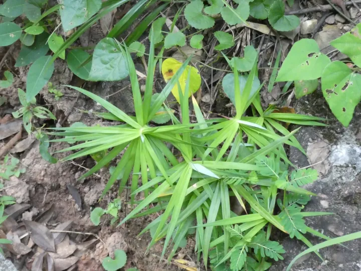 Carex phyllocephala