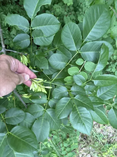 Fraxinus albicans