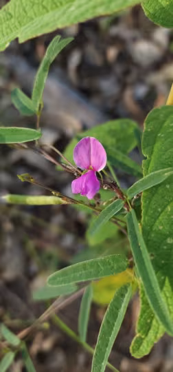 Galactia tenuiflora
