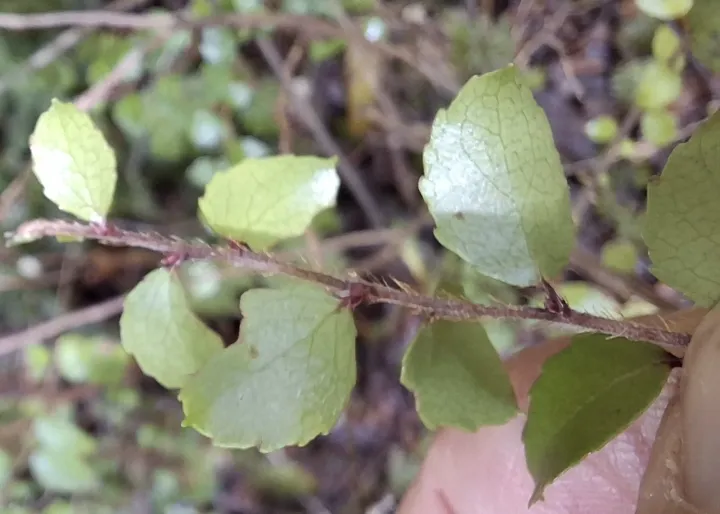 Gaultheria antipoda